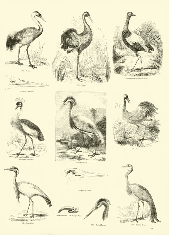 Seite aus dem Bildmuseum der belebten Natur von English School