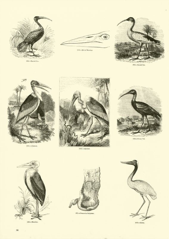 Seite aus dem Bildmuseum der belebten Natur von English School