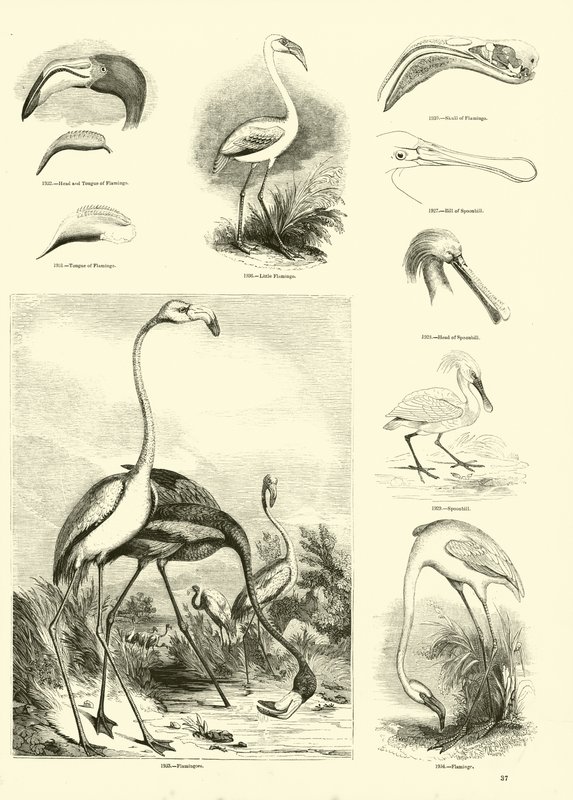 Seite aus dem Bildmuseum der belebten Natur von English School