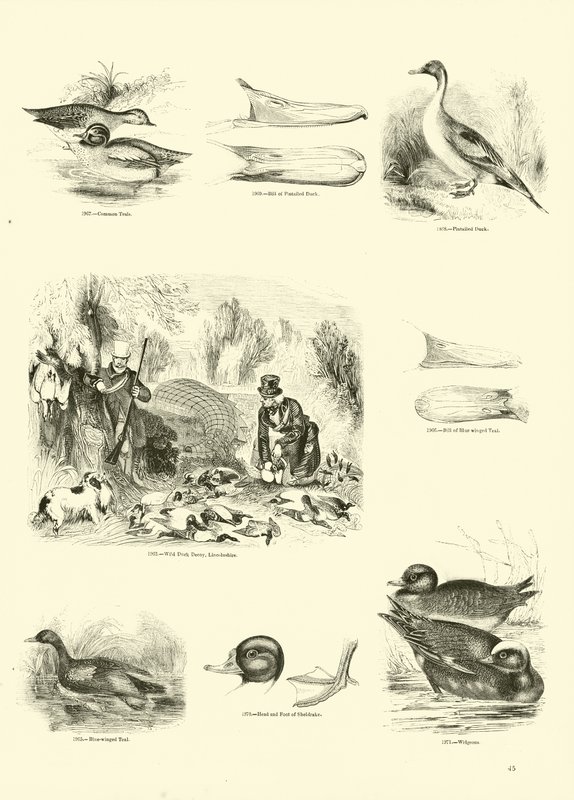 Seite aus dem Bildmuseum der belebten Natur von English School