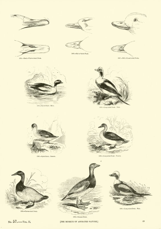 Seite aus dem Bildmuseum der belebten Natur von English School