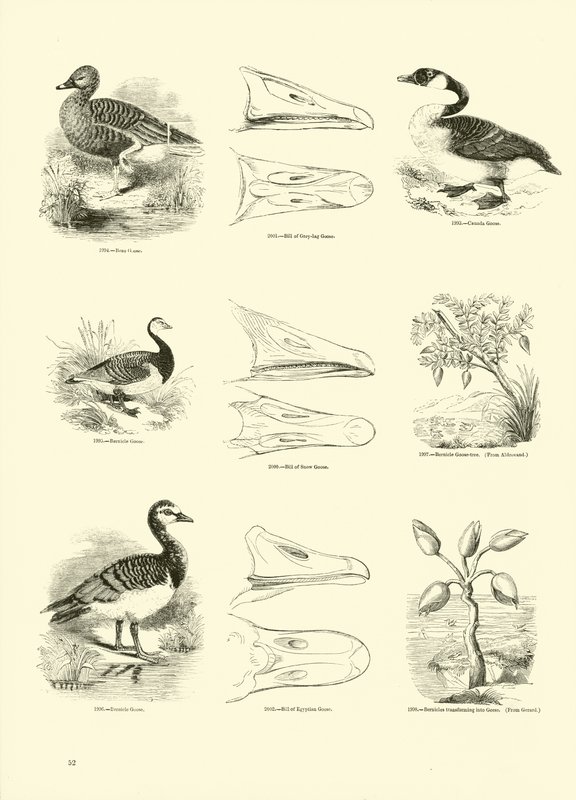 Seite aus dem Bildmuseum der belebten Natur von English School