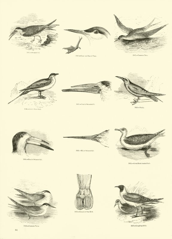 Seite aus dem Bildmuseum der belebten Natur von English School
