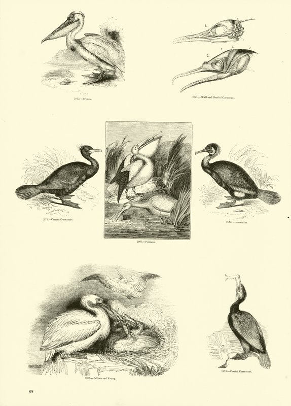 Seite aus dem Bildmuseum der belebten Natur von English School