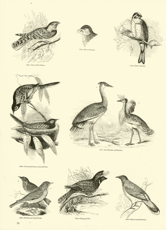 Seite aus dem Bildmuseum der belebten Natur von English School