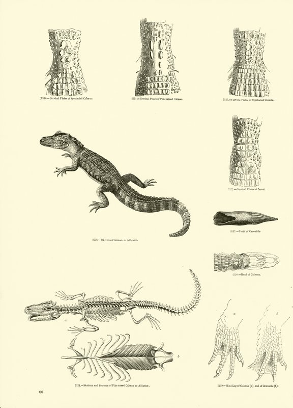 Seite aus dem Bildmuseum der belebten Natur von English School