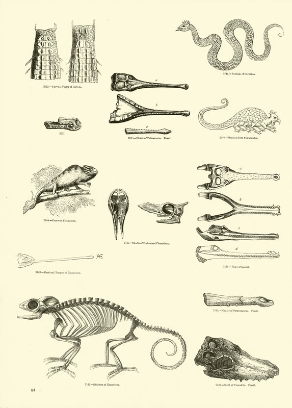 Seite aus dem Bildmuseum der belebten Natur von English School