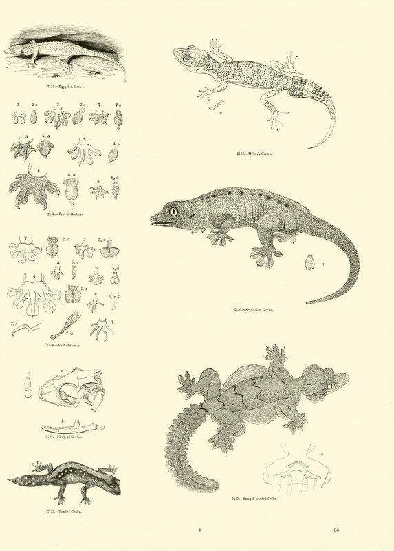 Seite aus dem Bildmuseum der belebten Natur von English School