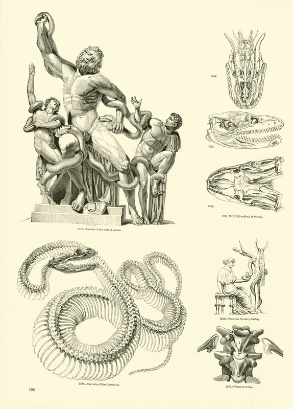 Seite aus dem Bildmuseum der belebten Natur von English School
