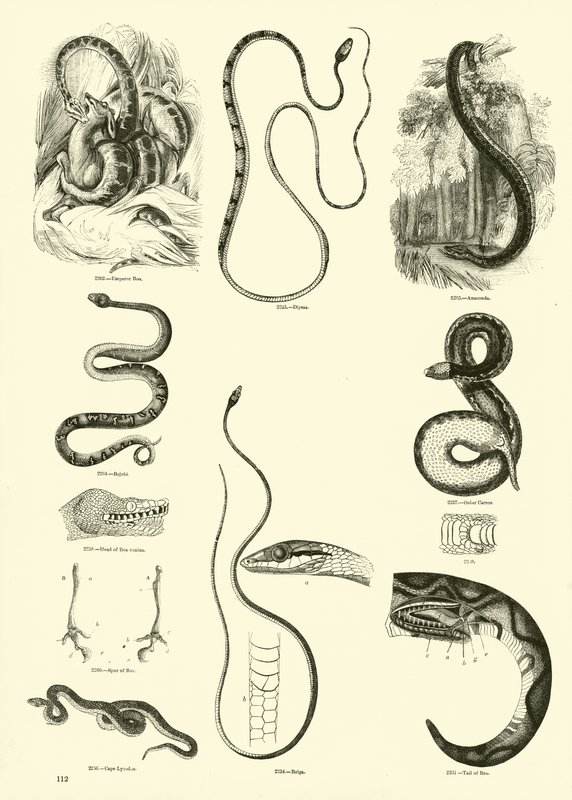 Seite aus dem Bildmuseum der belebten Natur von English School