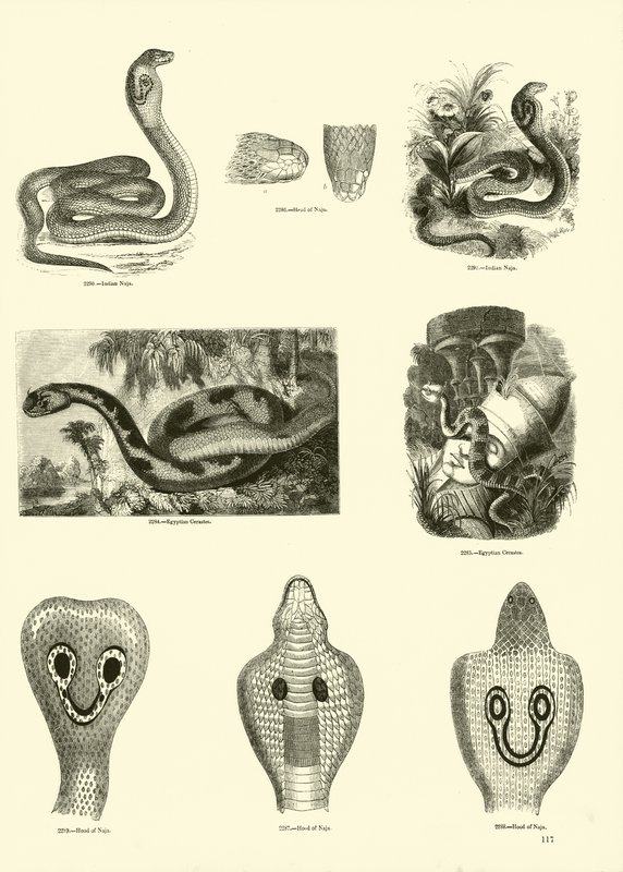 Seite aus dem Bildmuseum der belebten Natur von English School