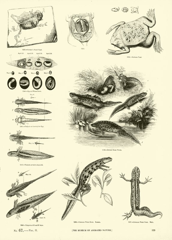 Seite aus dem Bildmuseum der belebten Natur von English School