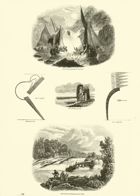 Seite aus dem Bildmuseum der belebten Natur von English School