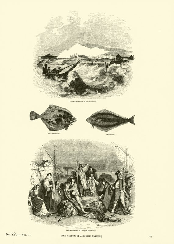 Seite aus dem Bildmuseum der belebten Natur von English School