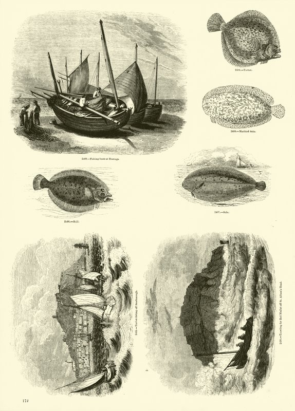 Seite aus dem Bildmuseum der belebten Natur von English School