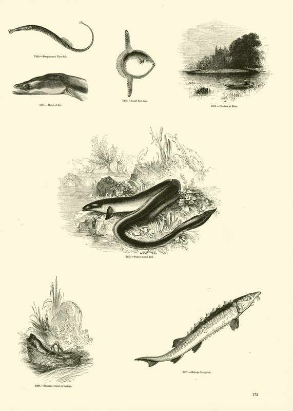 Seite aus dem Bildmuseum der belebten Natur von English School
