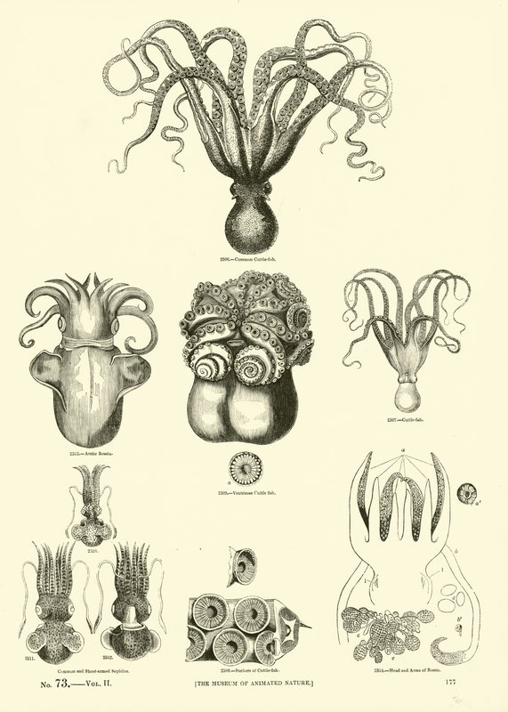 Seite aus dem Bildmuseum der belebten Natur von English School