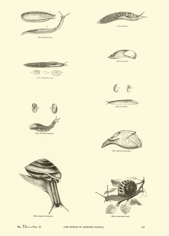 Seite aus dem Bildmuseum der belebten Natur von English School