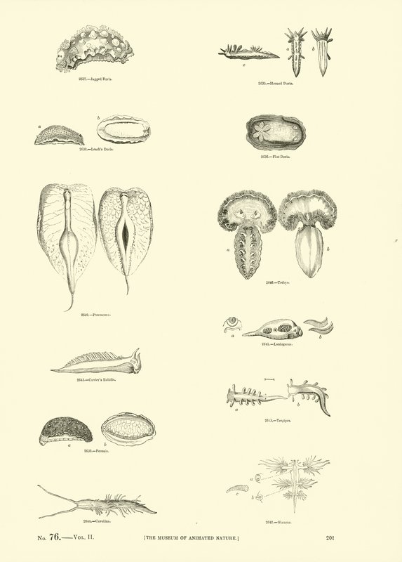 Seite aus dem Bildmuseum der belebten Natur von English School