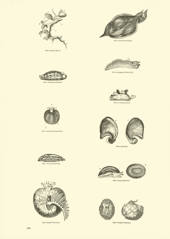 Seite aus dem Bildmuseum der belebten Natur von English School