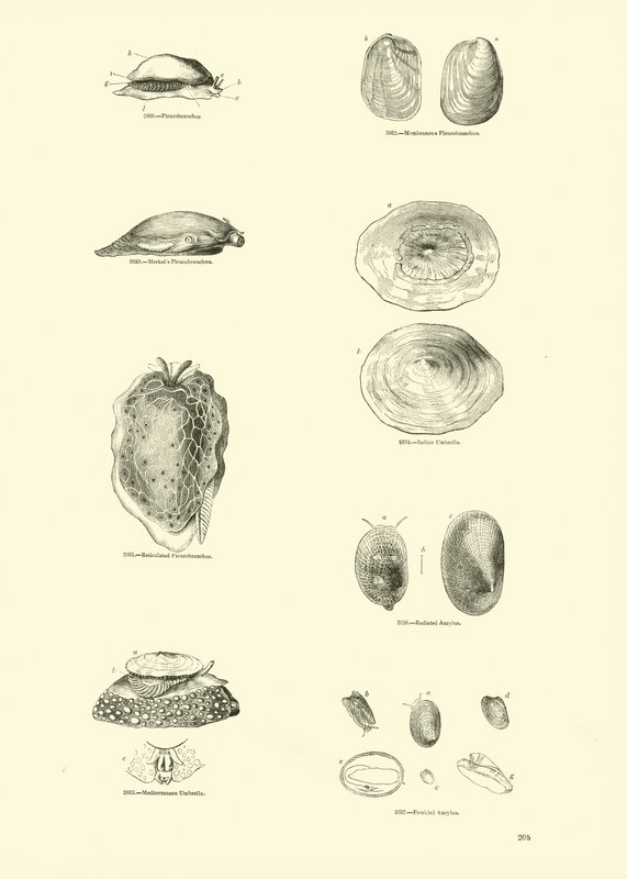 Seite aus dem Bildmuseum der belebten Natur von English School