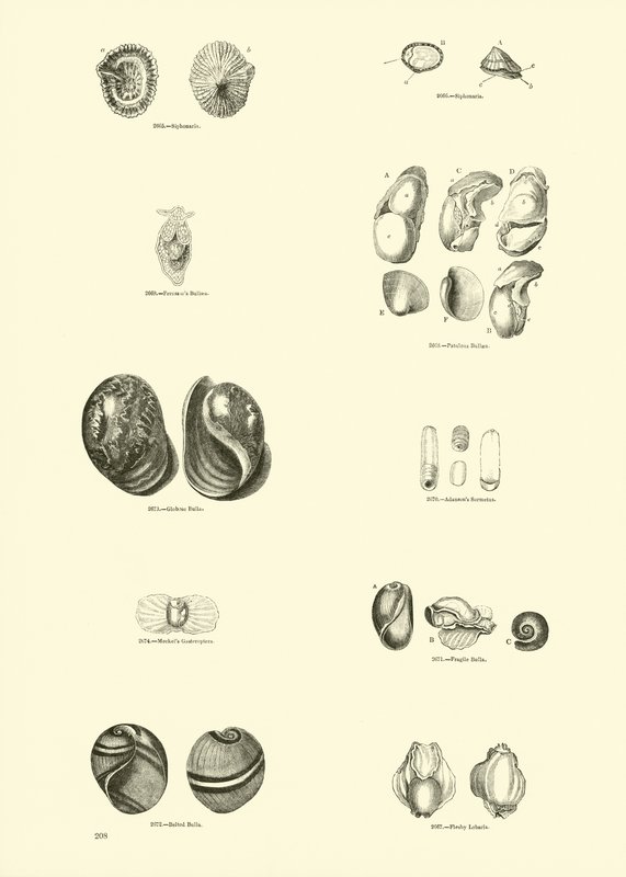 Seite aus dem Bildmuseum der belebten Natur von English School