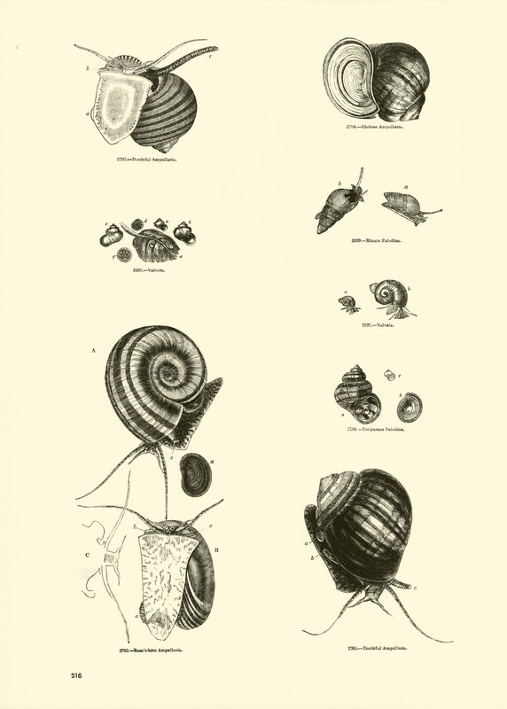 Seite aus dem Bildmuseum der belebten Natur von English School