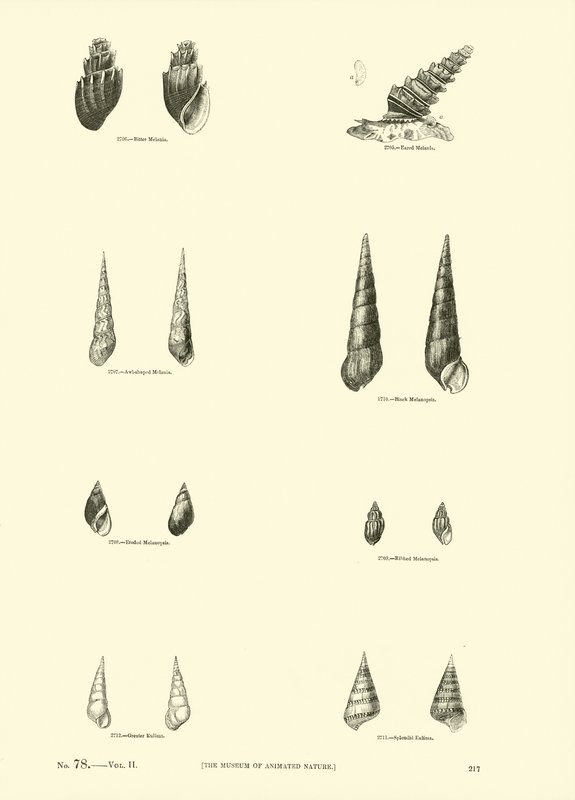 Seite aus dem Bildmuseum der belebten Natur von English School