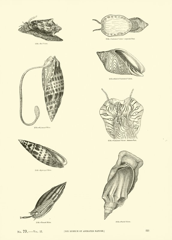 Seite aus dem Bildmuseum der belebten Natur von English School
