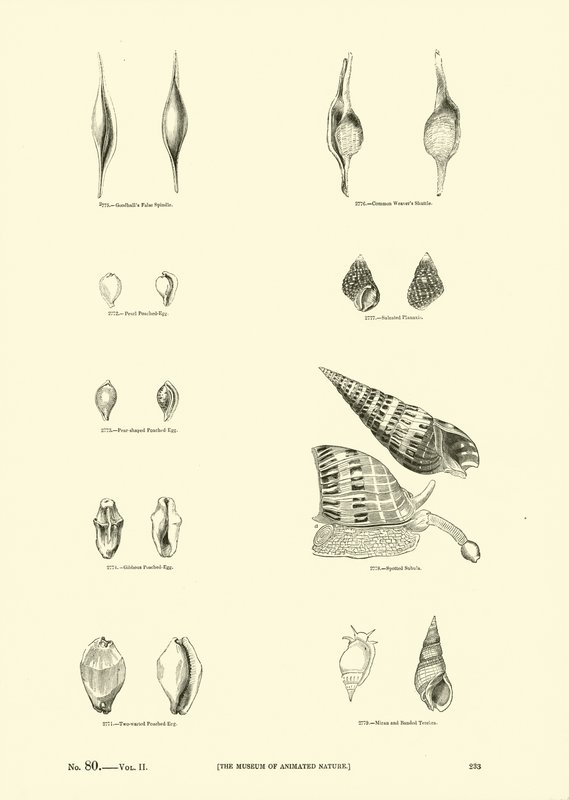 Seite aus dem Bildmuseum der belebten Natur von English School