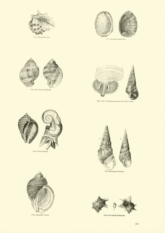 Seite aus dem Bildmuseum der belebten Natur von English School