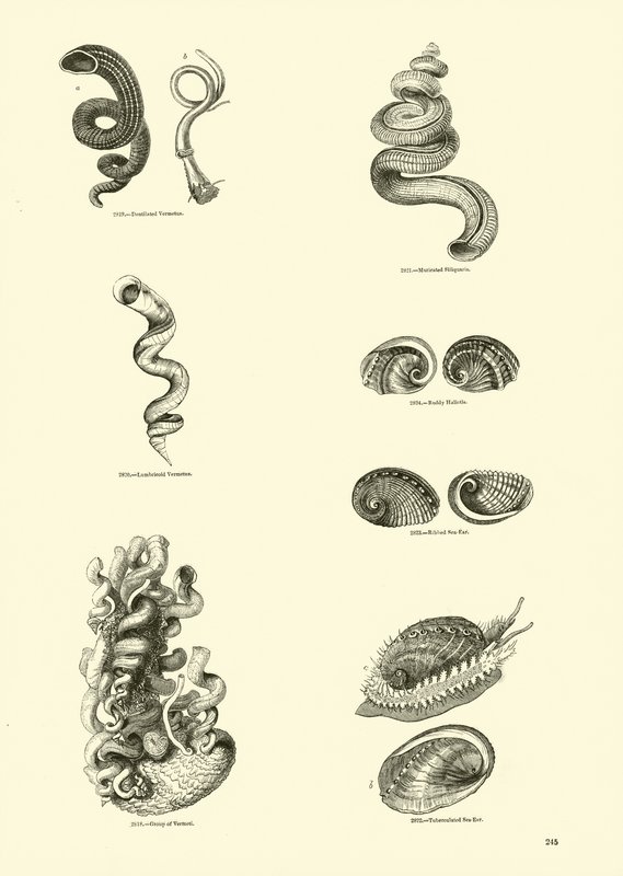 Seite aus dem Bildmuseum der belebten Natur von English School