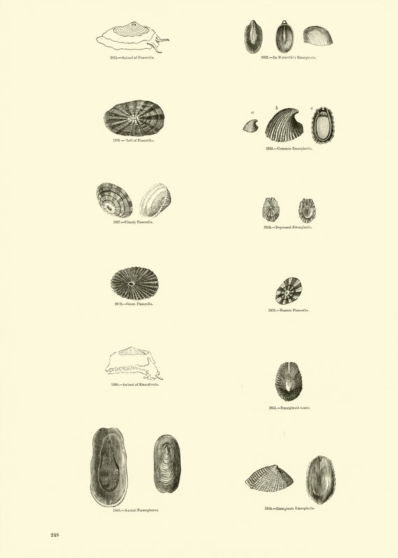 Seite aus dem Bildmuseum der belebten Natur von English School