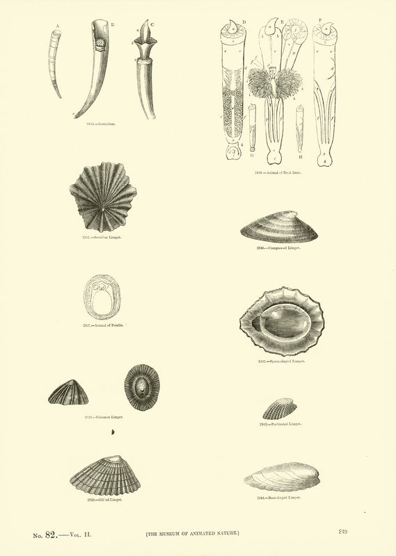 Seite aus dem Bildmuseum der belebten Natur von English School