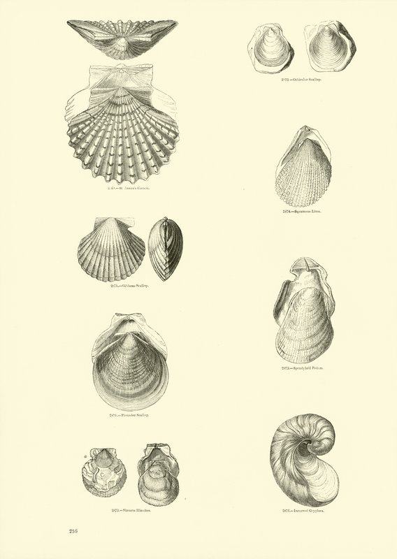 Seite aus dem Bildmuseum der belebten Natur von English School
