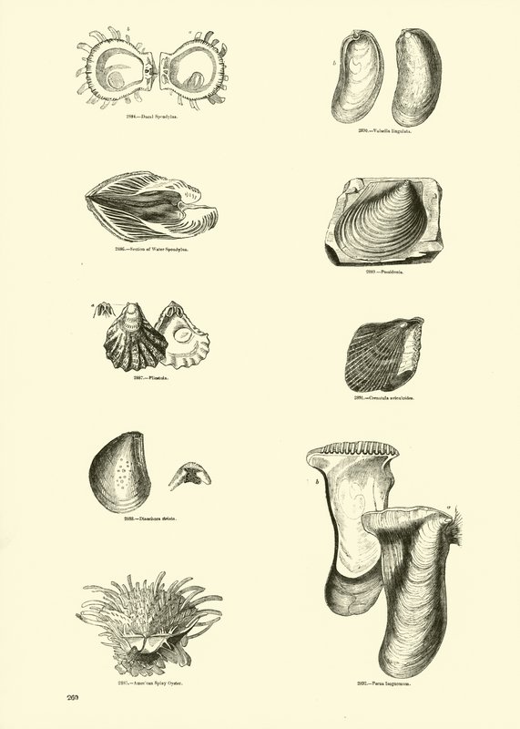 Seite aus dem Bildmuseum der belebten Natur von English School
