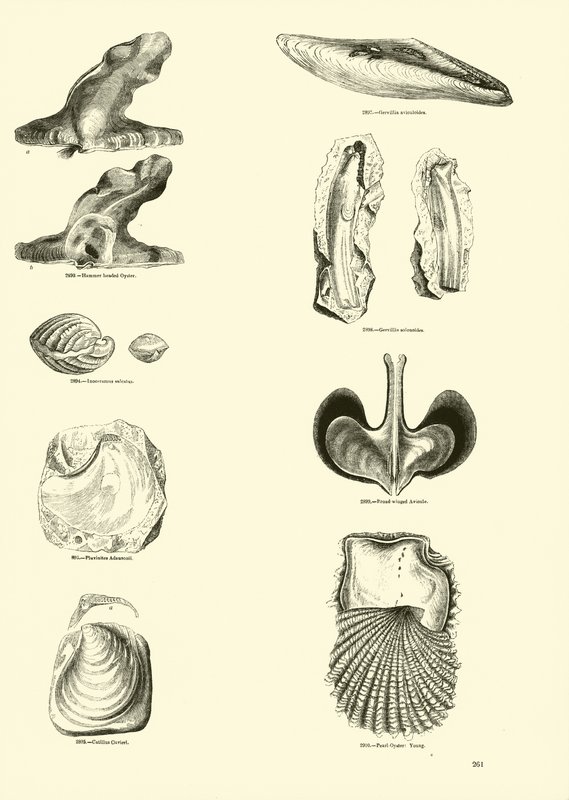 Seite aus dem Bildmuseum der belebten Natur von English School