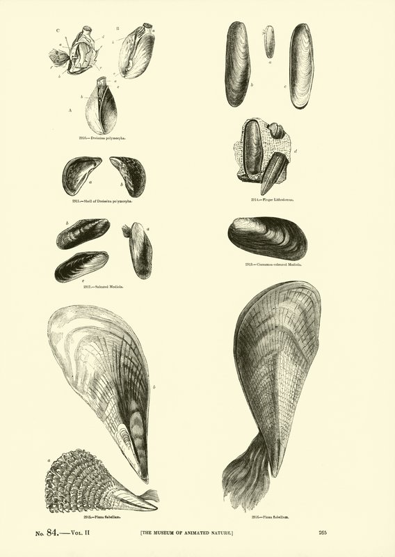 Seite aus dem Bildmuseum der belebten Natur von English School