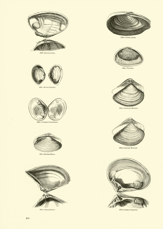 Seite aus dem Bildmuseum der belebten Natur von English School