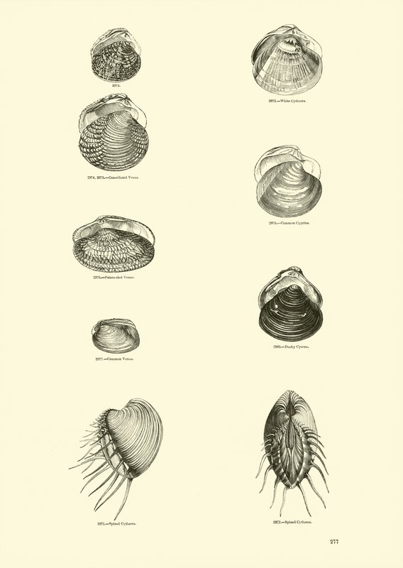 Seite aus dem Bildmuseum der belebten Natur von English School