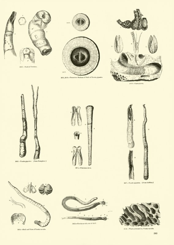 Seite aus dem Bildmuseum der belebten Natur von English School