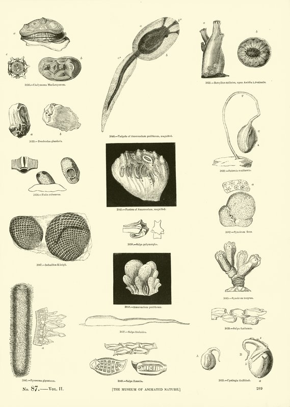 Seite aus dem Bildmuseum der belebten Natur von English School