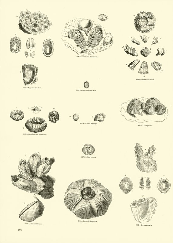 Seite aus dem Bildmuseum der belebten Natur von English School