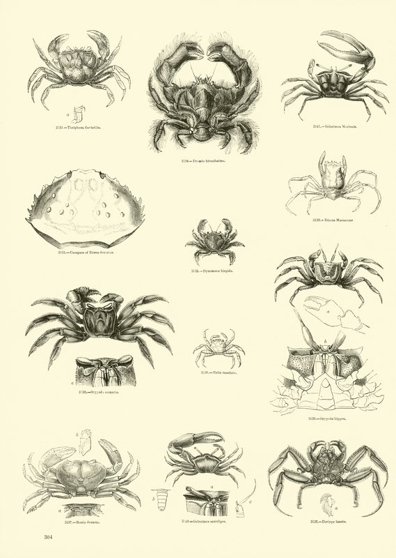 Seite aus dem Bildmuseum der belebten Natur von English School
