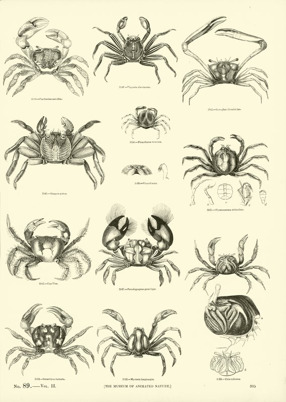 Seite aus dem Bildmuseum der belebten Natur von English School