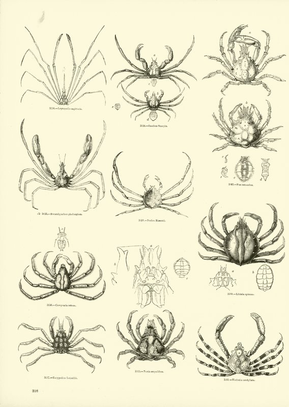 Seite aus dem Bildmuseum der belebten Natur von English School