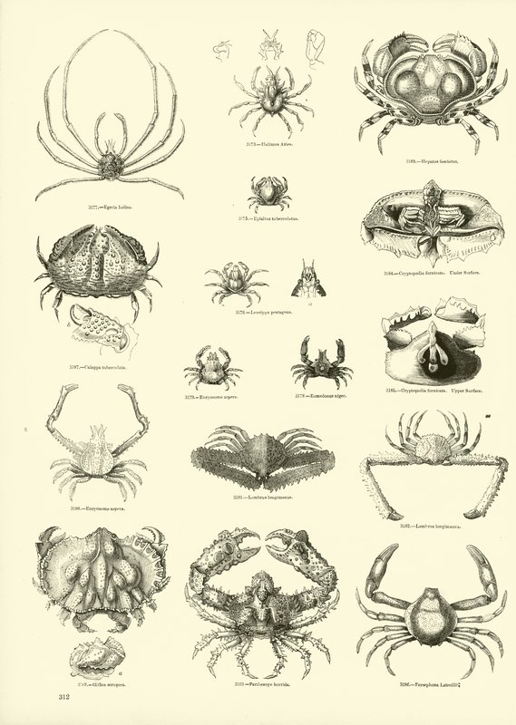Seite aus dem Bildmuseum der belebten Natur von English School