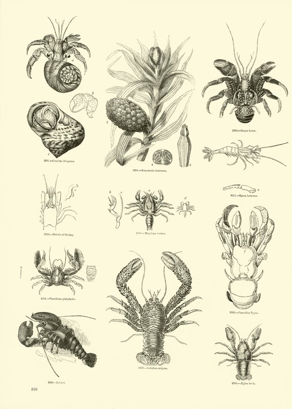 Seite aus dem Bildmuseum der belebten Natur von English School