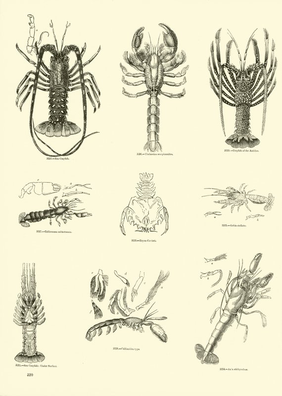 Seite aus dem Bildmuseum der belebten Natur von English School