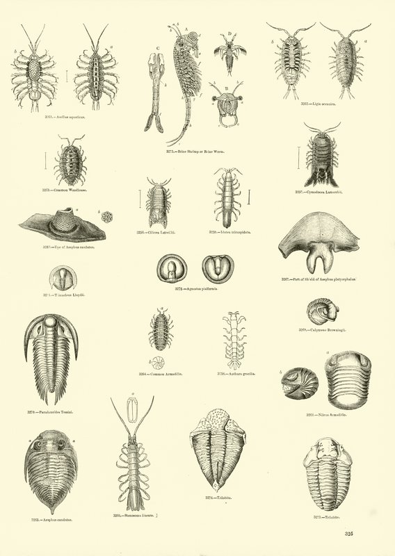 Seite aus dem Bildmuseum der belebten Natur von English School